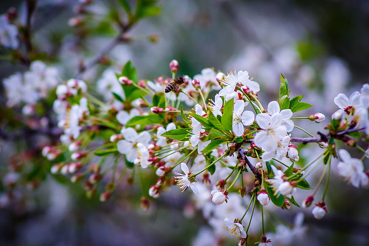 cerise, printemps, cerisiers en fleurs, Sakura, fleurs blanches, Bloom, abeille