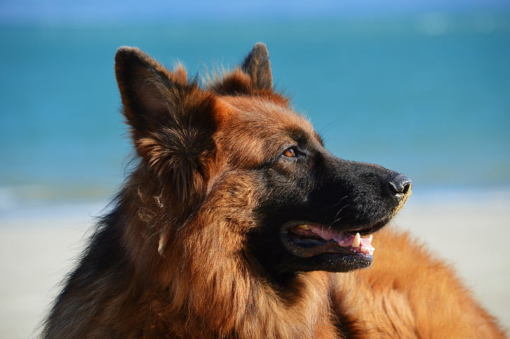 собака, пляж, песок, собак, Немецкая овчарка, длинные волосы, домашнее животное