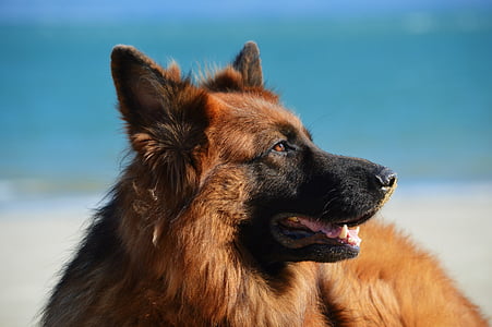 gos, platja, sorra, canina, pastor alemany, cabells llargs, animal de companyia