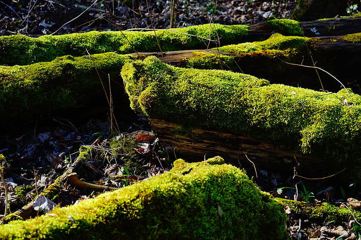 moss, forest, tree trunks, bemoost, green, tree stump, mystical