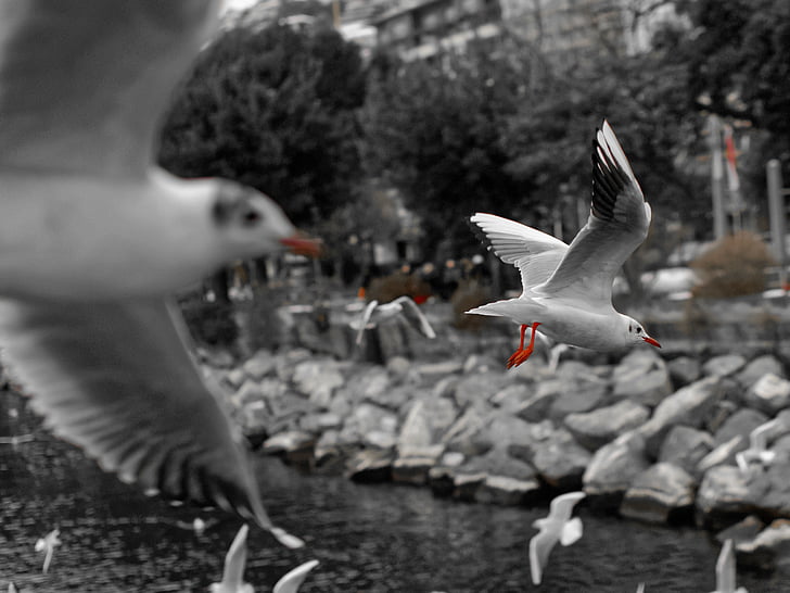 Seagull, Montreux, Vaud, Genève, Lake, water vogels, vogel
