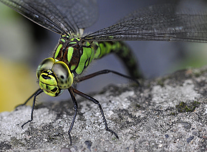 Aeshna cyanea, zelenomodra, modra hawker, Dragonfly, insektov, Hawker, prosto živeče živali