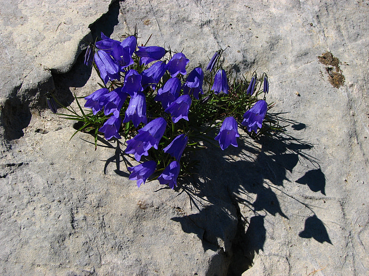 Campanula, blu, fiori alpini, rock bottom, fiore, pianta alpina, fiore selvaggio