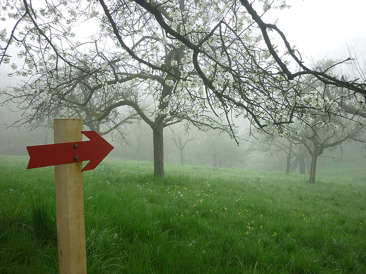 in the morning, fog, nature, direction, mood, fruit trees, landscape