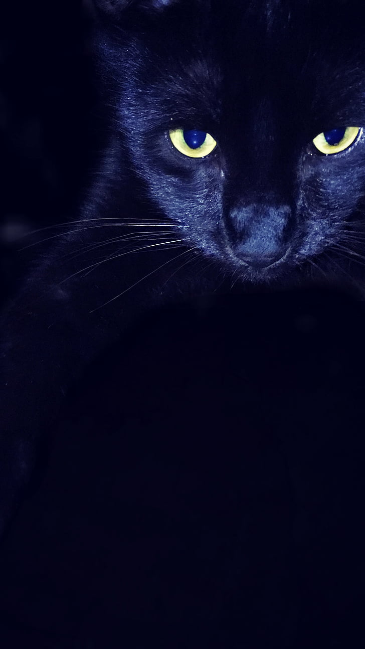 кішка, вітчизняних, рятувальні, чорний, спокій, очі, Солодкий