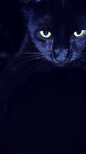 macska, hazai, mentési, fekete, nyugodt, szemét, édes