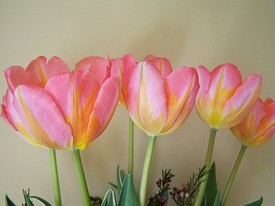 karangan bunga Tulip, kekuningan-pink, bunga potong