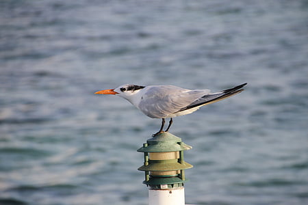 tern, seabird, bird, nature, wild, water, ocean