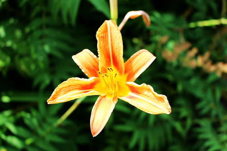 Blume, Lilien, Orange, Toronto, blühen, Natur, Floral