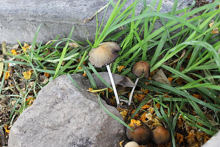 fungo, cogumelo, natureza, Primavera, jardim, selvagem, comida