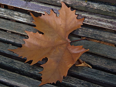 Leaf, suché lístie, jeseň, suché, strom, Príroda, zátišie