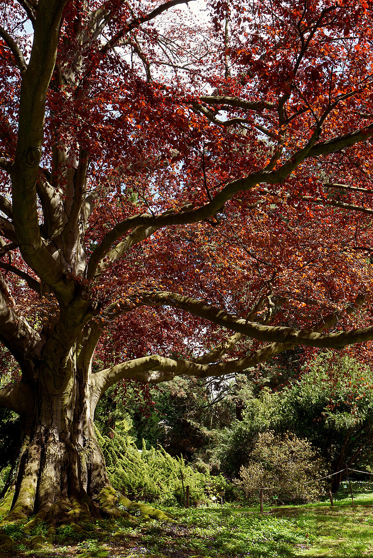 κόκκινη οξιά, Βοτανικός Κήπος, δέντρο, βοτανική, αποστάτης, Πάρκο, wojsławice