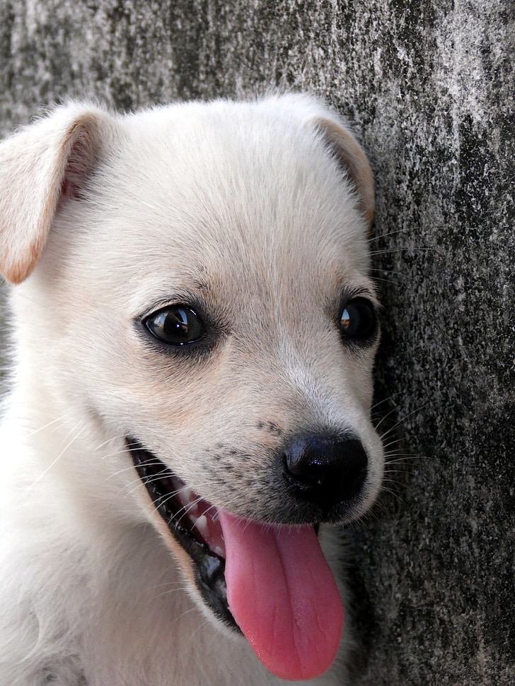 animal, dog, puppy