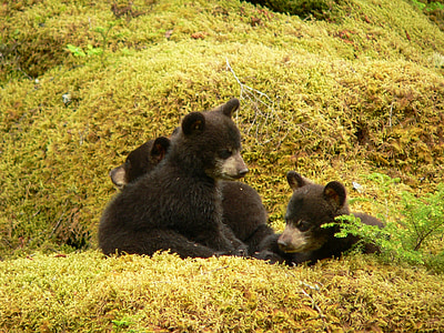 ursos pretos, filhotes, jogando, ao ar livre, vida selvagem, peles, selvagem