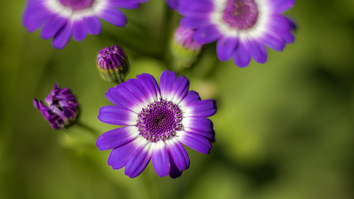 Flora, puķe, Violeta, daba, Pavasaris, purpurkrāsas ziediem, violetu ziedu