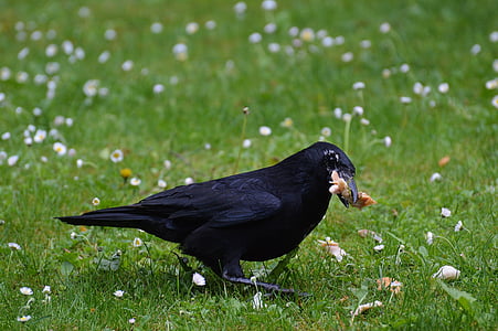 crow, raven, raven bird, black, bill, feather, fly