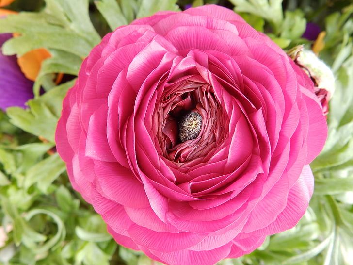 flower, pink, spring, nature, plant, petal, close-up
