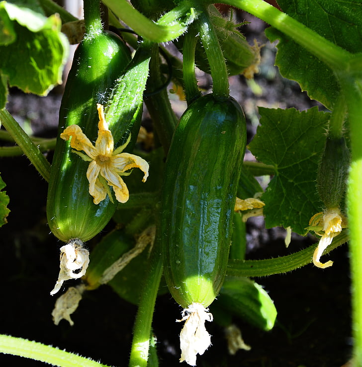 cucumbers, garden, plant, self catering