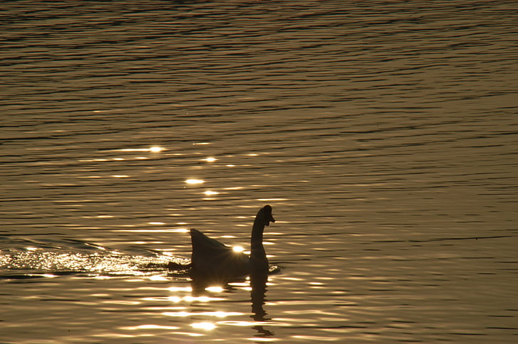 goose, wave, light, animal, outdoor, cool, rivers