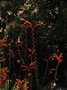 sodo puslapio montbretia, gėlė, žiedų, žydėti, pailgos, raudona, oranžinė