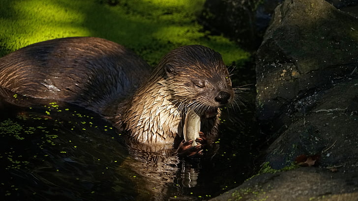 otter, pond, eat, water, animal, fish, animals in the wild