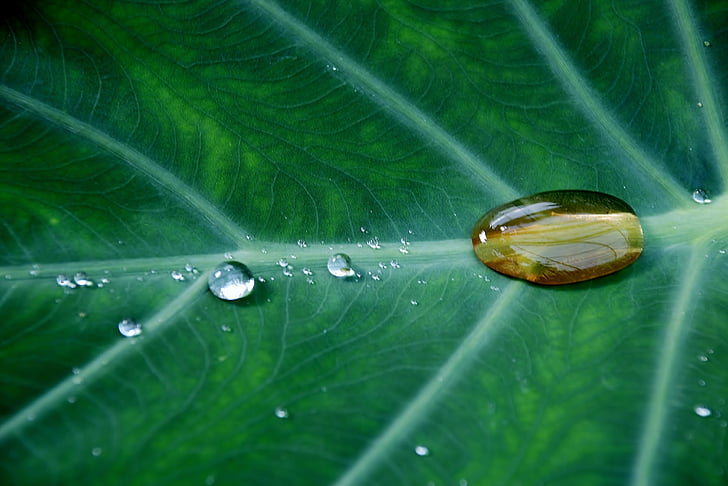 Close-up, hijau, daun, tanaman, air, waterdrops