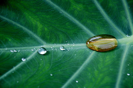 close-up, green, leaf, plant, water, waterdrops