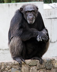 チンパンジー, 優位性, 猿, 座っています。, ビュー, 動物, 動物園