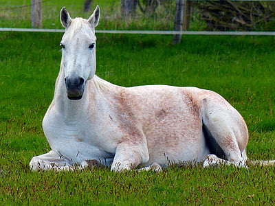 paard, schimmel, wit, rest, bezorgdheid, white horse, dier