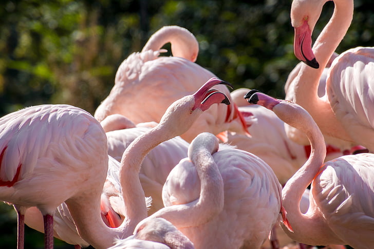 Flamingi, cīņa, putni, spalvas, putns, spalva, mājputni