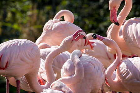 Flamingo 's, strijd, vogels, verenkleed, vogel, veer, pluimvee
