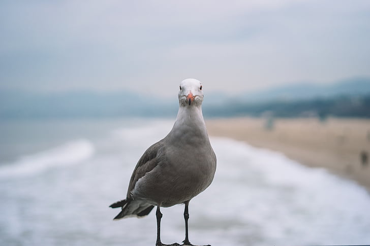 seagull, bird, standing, beside, seashore, daytime, animal