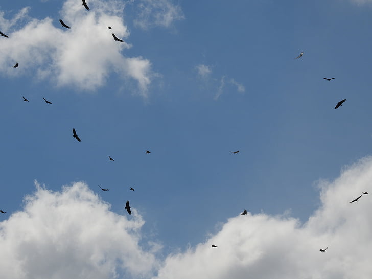 cielo, aves, Seagull, volar, cielo azul, naturaleza, tranquilidad