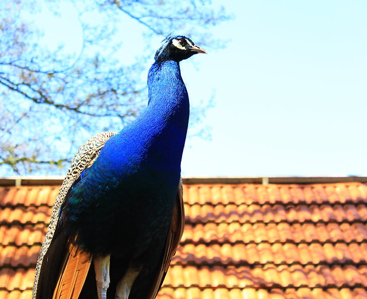 Peacock, đầy màu sắc, mùa xuân, Đẹp, con chim, sở thú, màu sắc