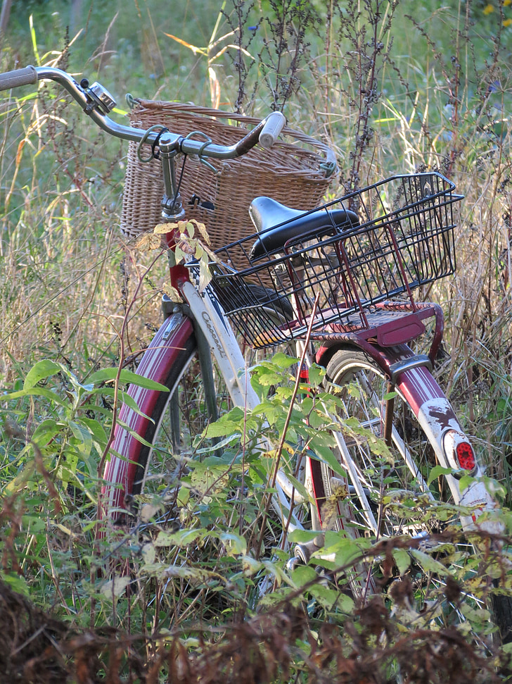bicicletes, tardor, plantes, cistella, finlandesa, nit, bicicleta