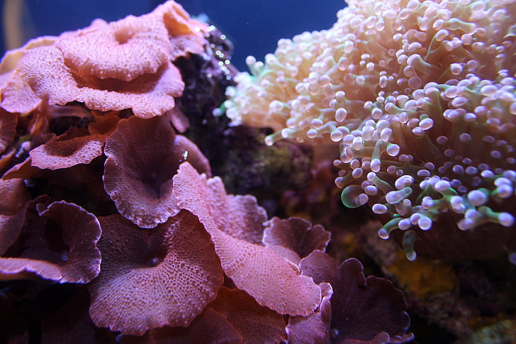 Coral, escull, Aquari, Marina, submarí, sota l'aigua, Mar