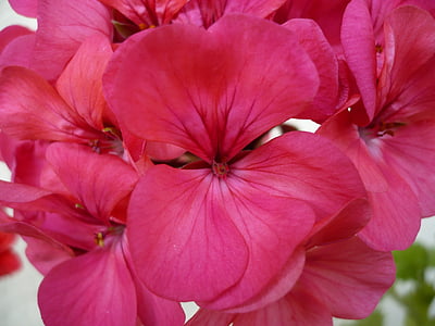Geranium, kwiat, różowy, piękne, makro, Zamknij, Natura