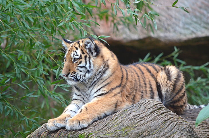 tijger, dieren, dierentuin, Neurenberg, Tiger cub, kat, amurtiger