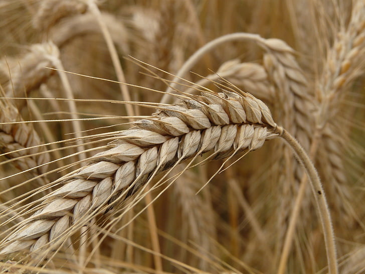 spike, rye, cereals, grain, field, rye field, cornfield