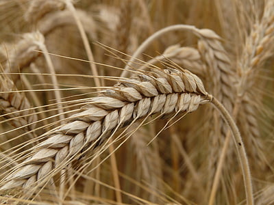 шип, жито, Зернові, зерна, поле, поля жита, Нива