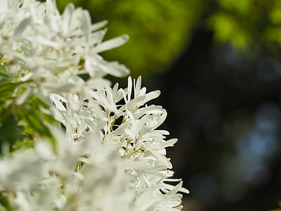 nan дерево ам monjya, Chionanthus retusus, Османтус Департамент, Цветы, белые цветы, Весна, Весенние цветы