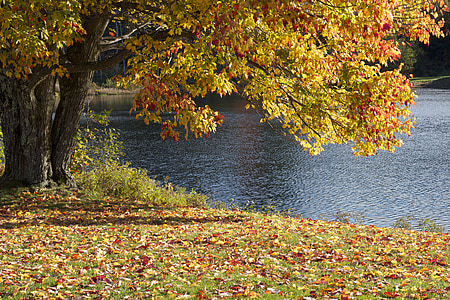 pohon, daun, musim gugur, warna-warni, hijau, Orange, kuning
