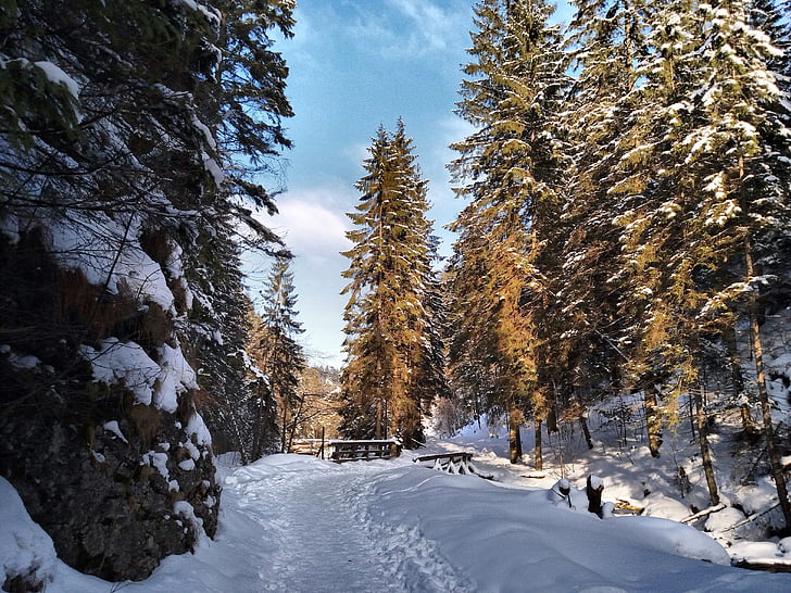 ziemas, sniega, ainava, meža, koks, Biel, balta