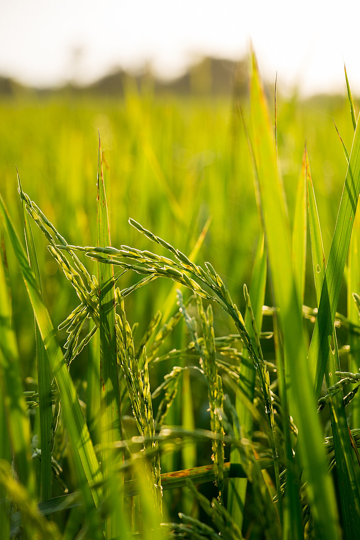 rice, field, farm, nature, plant, asia, agriculture