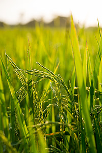 rijst, veld, boerderij, natuur, plant, Azië, landbouw