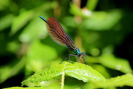 insect, macro, dragonfly, demoiselle, garden, mare, nature
