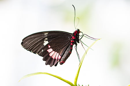 蝴蝶, 昆虫, 自然, 宏观, 蝴蝶-昆虫, 动物的翼, 动物