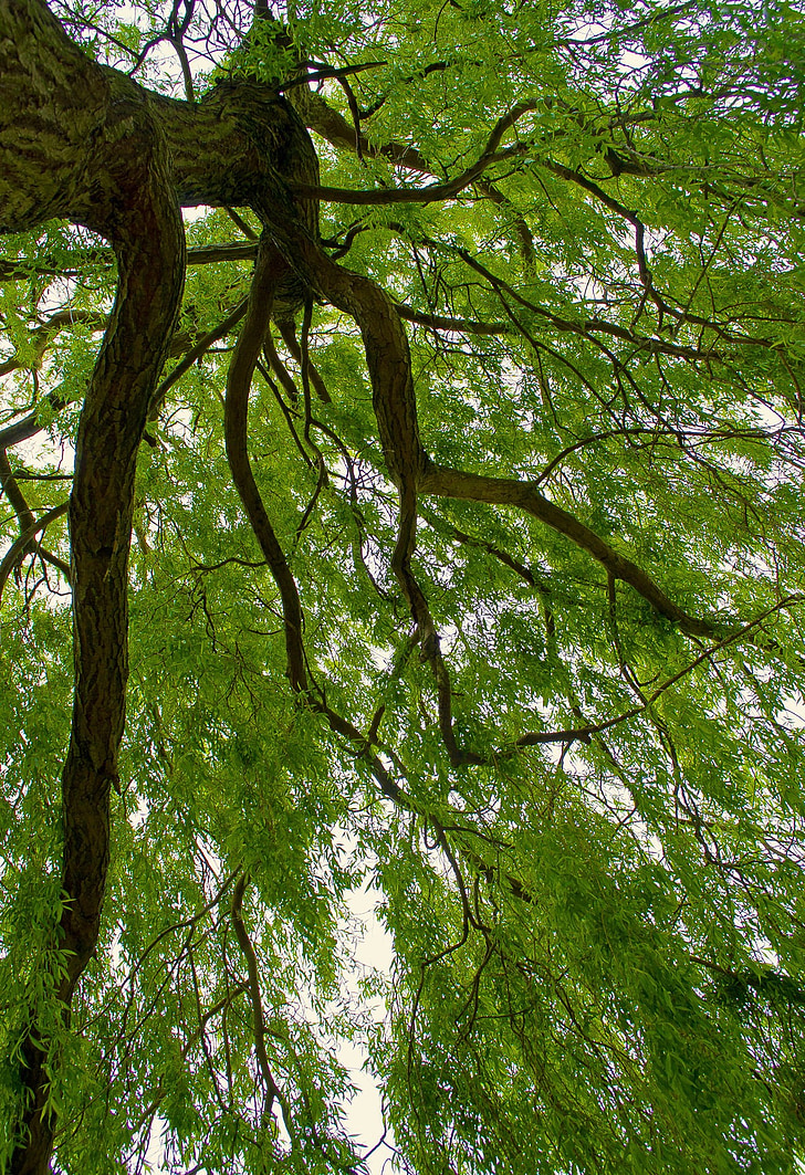 Saule, arbre, Direction générale de la, branches, saisons, printemps, vert