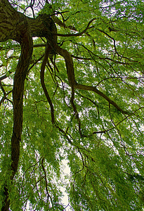 Willow, puu, haara, oksat, Seasons, kevään, vihreä