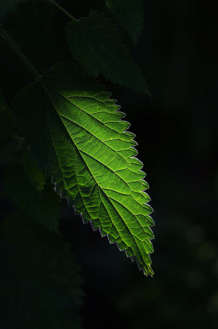 green, leaf, nature, plant